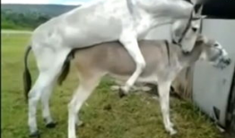 马与驴交配视频,揭秘跨物种繁殖的神秘面纱