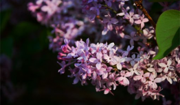 丁香花视频,探寻花朵中的生命奥秘